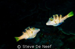 Two tobys looking for each others company. by Steve De Neef 